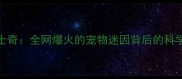 阴阳眼哈士奇全网爆火的宠物迷因背后的科学饲养指南