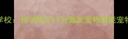 南昌专业宠物训练学校科学矫正行为激发宠物潜能宠物行为矫正机构推荐