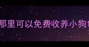 那里可以免费收养小狗