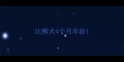 比熊犬4个月年龄