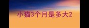 小猫3个月是多大