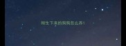 刚生下来的狗狗怎么养