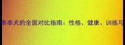 边境牧羊犬与串串犬的全面对比指南性格健康训练与饲养成本深度