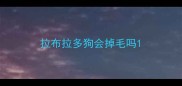 拉布拉多狗会掉毛吗