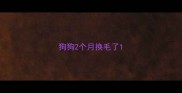狗狗2个月换毛了