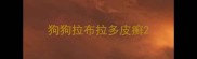 狗狗拉布拉多皮癣
