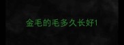金毛的毛多久长好