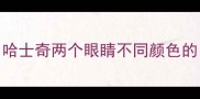 哈士奇两个眼睛不同颜色的