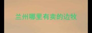兰州哪里有卖的边牧