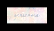 金毛耳朵爪子掉毛痒