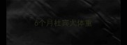 6个月杜宾犬体重