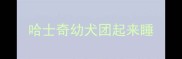 哈士奇幼犬团起来睡