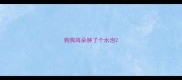 狗狗耳朵肿了个水泡