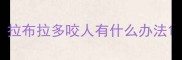 拉布拉多咬人有什么办法
