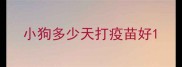 小狗多少天打疫苗好
