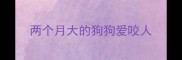两个月大的狗狗爱咬人