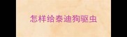 怎样给泰迪狗驱虫