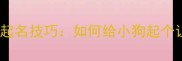 最火的10个呆萌小狗名字及起名技巧如何给小狗起个让人爱不释手的可爱名字