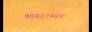 缅因猫几个月能配