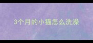 3个月的小猫怎么洗澡