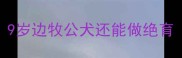 9岁边牧公犬还能做绝育