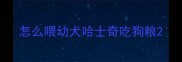 怎么喂幼犬哈士奇吃狗粮