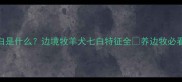 边牧七白是什么边境牧羊犬七白特征全养边牧必看干货