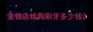 宠物店给狗刷牙多少钱