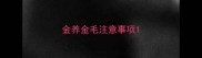 金养金毛注意事项