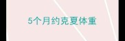 5个月约克夏体重