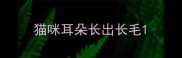 猫咪耳朵长出长毛