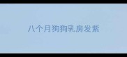 八个月狗狗乳房发紫