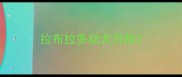拉布拉多幼犬月龄