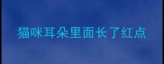 猫咪耳朵里面长了红点