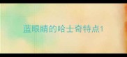 蓝眼睛的哈士奇特点