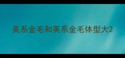 美系金毛和英系金毛体型大