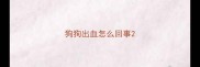 狗狗出血怎么回事