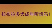 拉布拉多犬成年听话吗