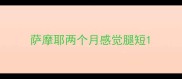 萨摩耶两个月感觉腿短