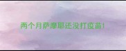 两个月萨摩耶还没打疫苗