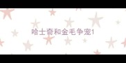 哈士奇和金毛争宠