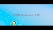 拉布拉多幼犬适合温度