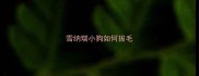 雪纳瑞小狗如何拔毛