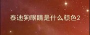 泰迪狗眼睛是什么颜色