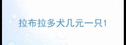 拉布拉多犬几元一只