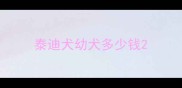 泰迪犬幼犬多少钱