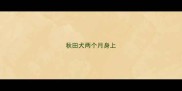 秋田犬两个月身上