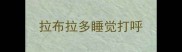 拉布拉多睡觉打呼
