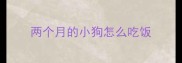 两个月的小狗怎么吃饭