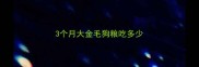 3个月大金毛狗粮吃多少